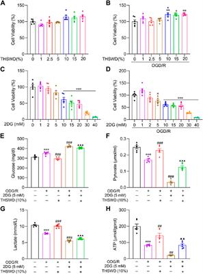 Promotion of mature angiogenesis in ischemic stroke by Taohong Siwu decoction through glycolysis activation